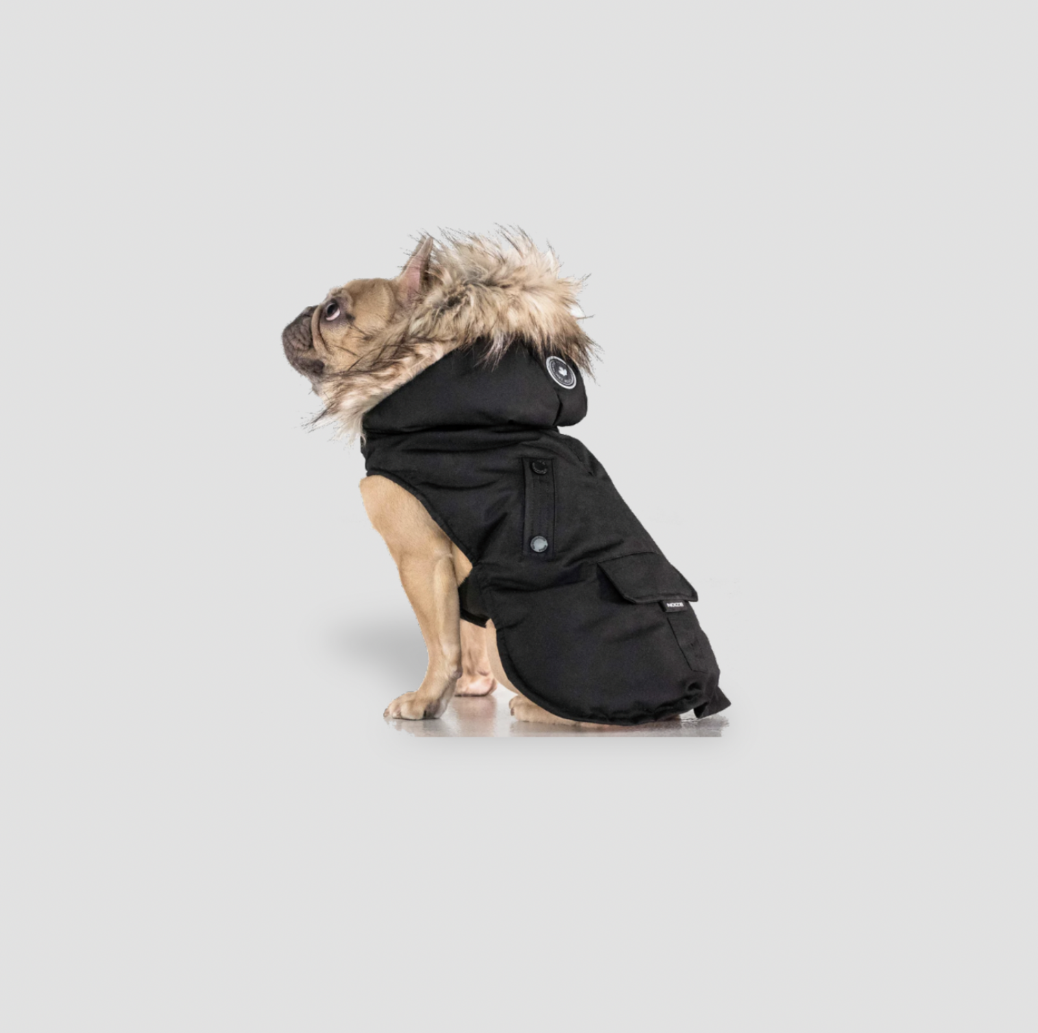 Vue de côté du manteau pour chien noir à capuche avec poche cargo et écusson sur bouledogue français
