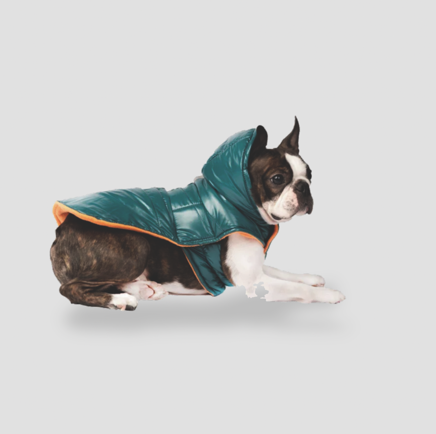 Vue de côté d'un Boston terrier portant un manteau matelassé teal pour chien avec capuche relevée et bordure orange