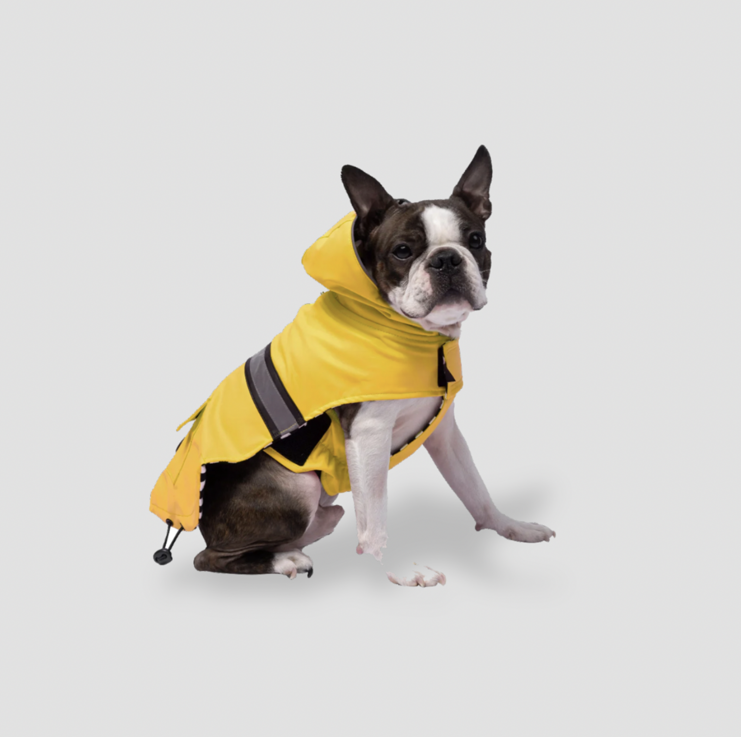 Vue de face d'un Boston terrier portant un imperméable jaune avec capuche et bande réfléchissante