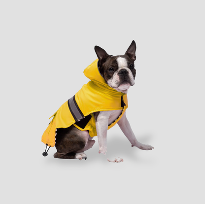 Vue de face d'un Boston terrier portant un imperméable jaune avec capuche et bande réfléchissante