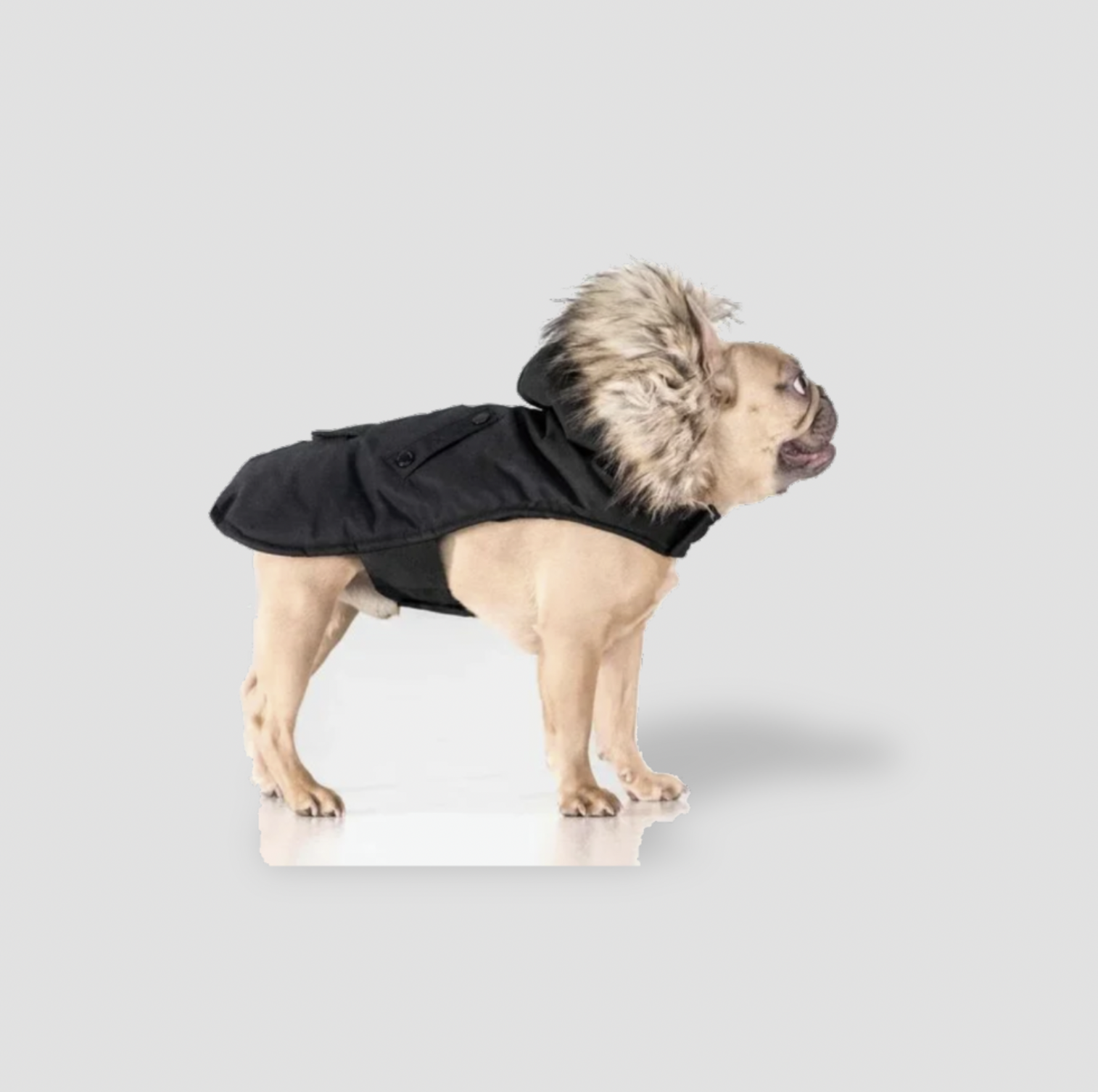 Bouledogue debout dans un manteau noir à capuche en fausse fourrure montrant le panneau arrière et le détail du dos