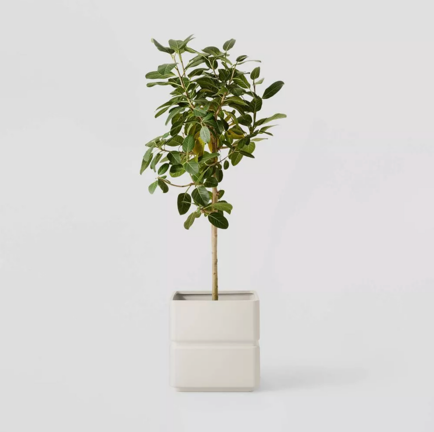 Cache-pot carré en céramique crème avec petit arbre vert feuillu sur fond blanc, scène produit