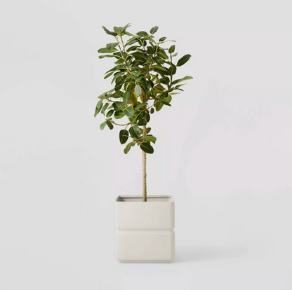 Cache-pot carré en céramique crème avec petit arbre vert feuillu sur fond blanc, scène produit