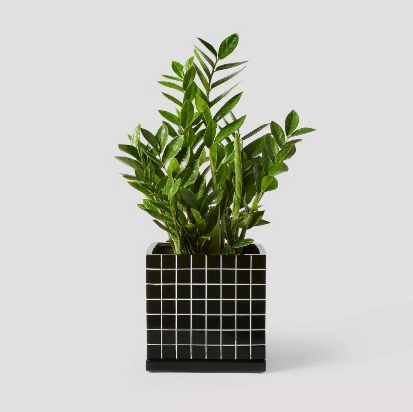 Cache-pot carré en céramique noire à motif quadrillé blanc avec plante verte feuillue, vue de face