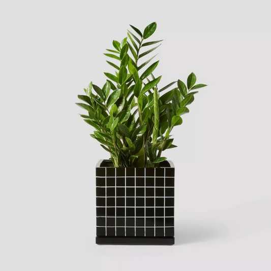 Black square ceramic planter with white grid pattern holding green leafy plant, front view