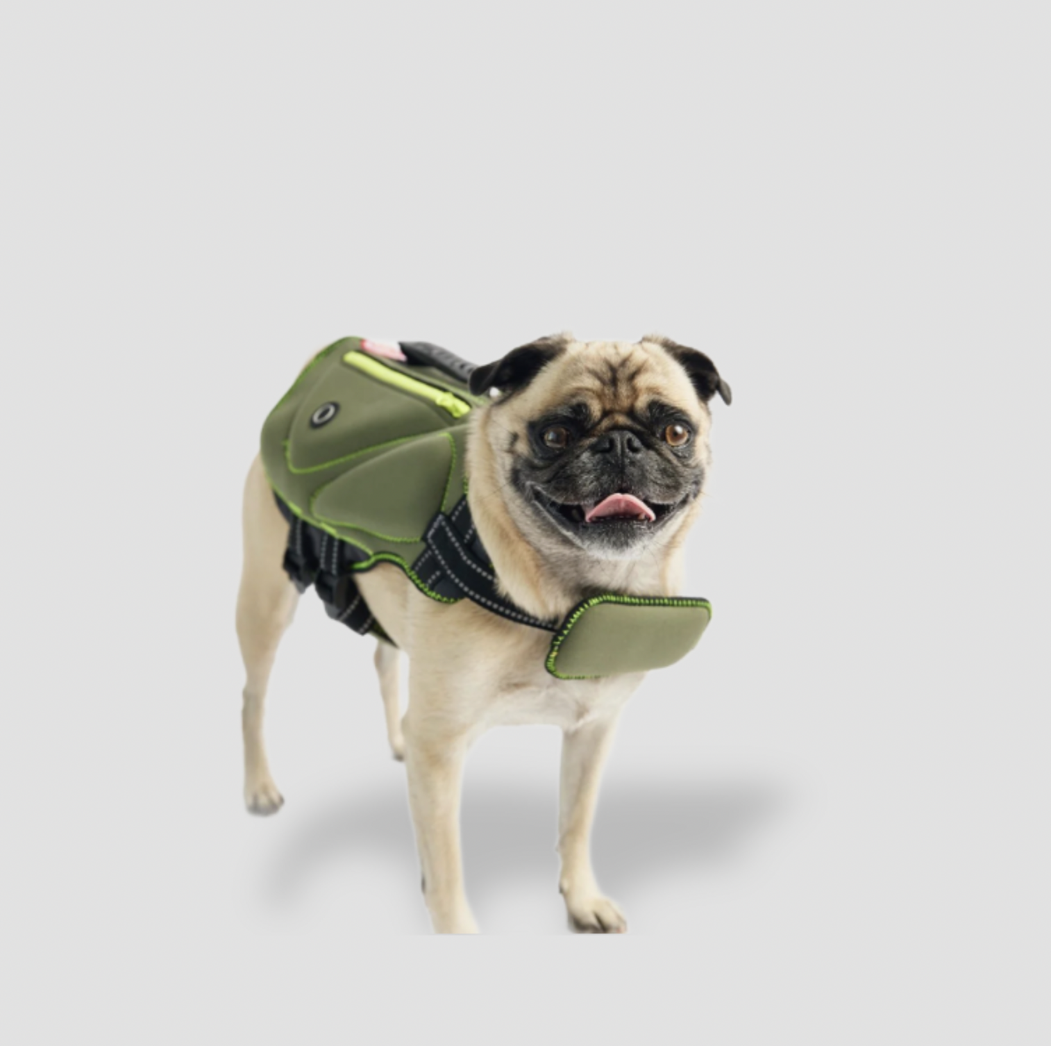 Carlin portant un gilet de sauvetage pour chien en néoprène vert avec bandes réfléchissantes, vue trois-quarts