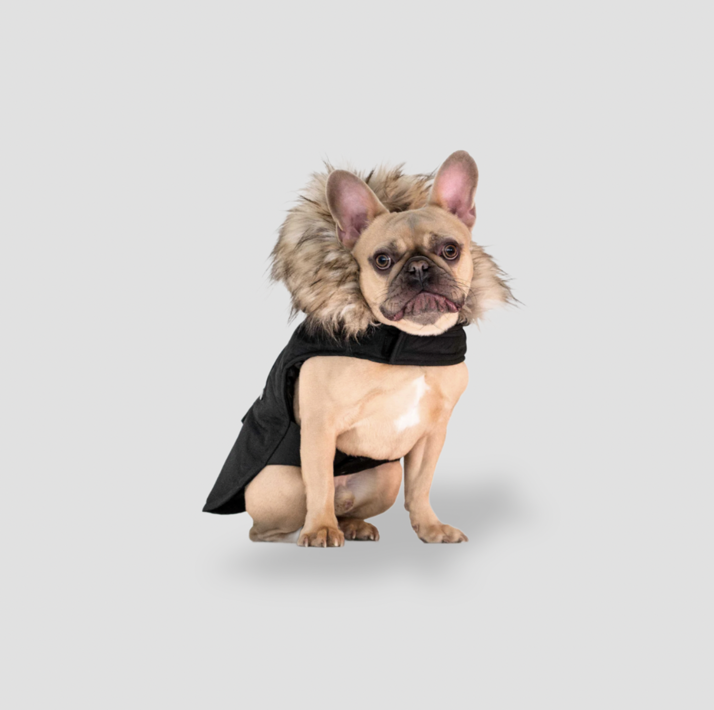 Bouledogue français portant un parka noir à capuche pour chien avec garniture en fausse fourrure, vue de face assise