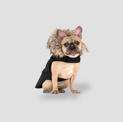 Bouledogue français portant un parka noir à capuche pour chien avec garniture en fausse fourrure, vue de face assise
