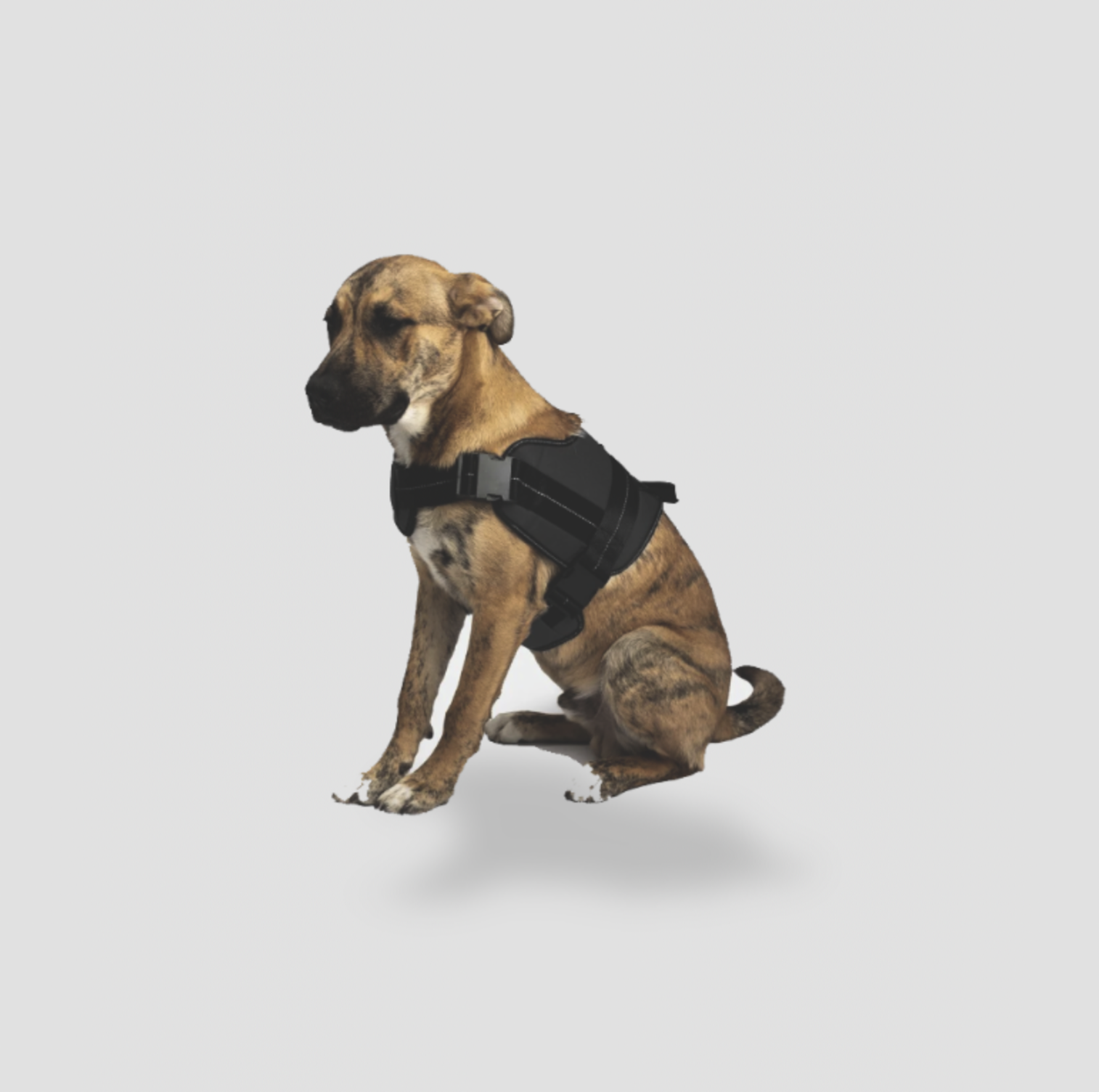 Chien bringé portant un harnais robuste Silver Paw noir avec poignée latérale, assis vue trois-quarts