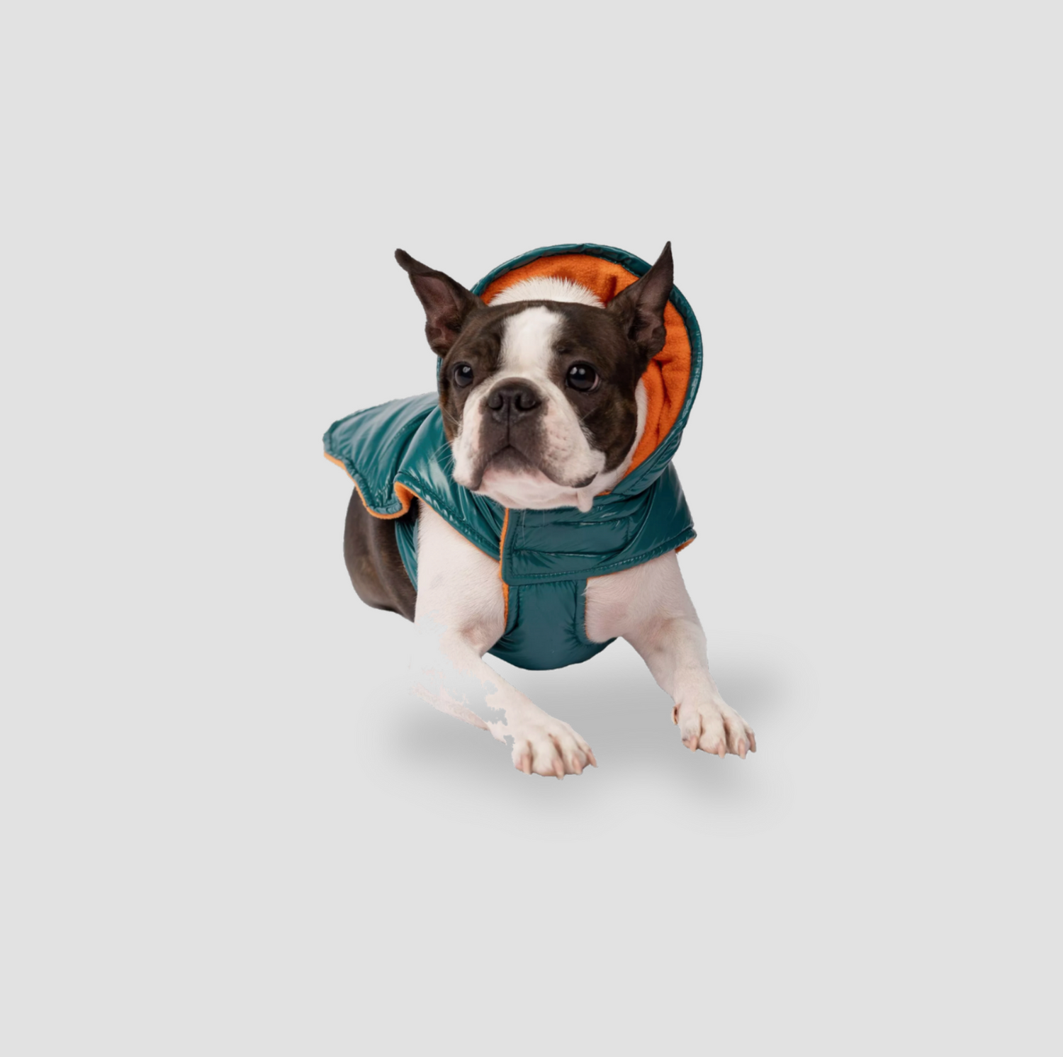Boston terrier portant une veste matelassée à capuche teal pour chien avec doublure orange, vue trois-quarts assise