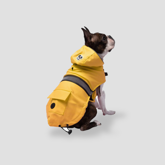Boston terrier wearing yellow hooded dog raincoat with reflective stripe and pocket, side view